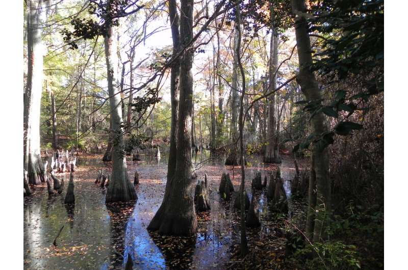 What the world needs now to fight climate change: More swamps