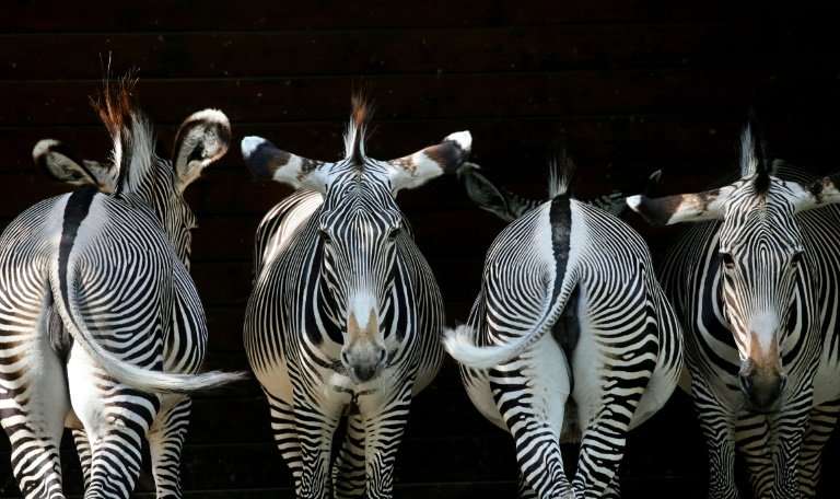 When chased, zebras and impalas compensate for their slower speed by moving unpredictably to evade outstretched claws