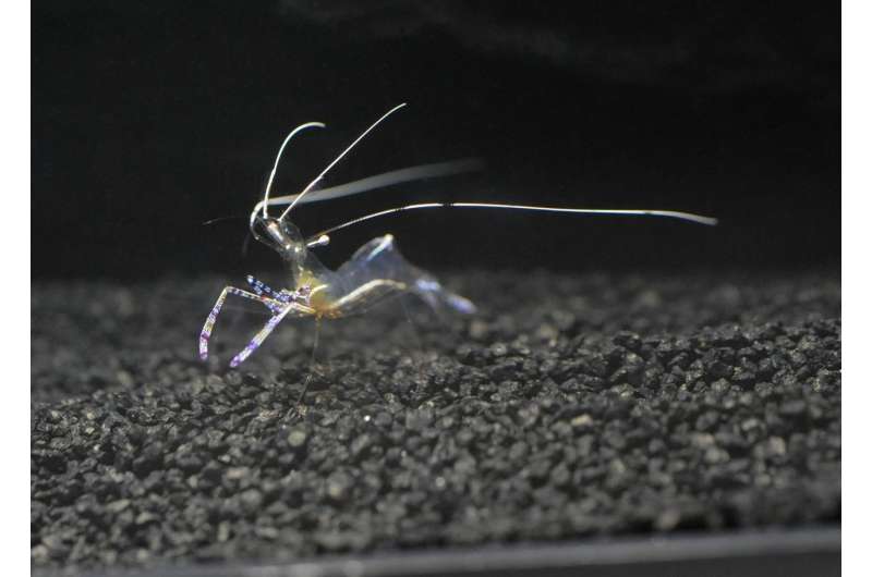 When cozying up with would-be predators, cleaner shrimp follow a dependable script