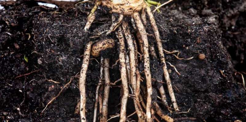 When roots crack and worms crunch
