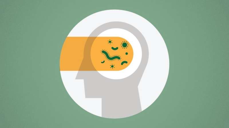 When sepsis patients face brain impairment, is gut bacteria to blame?