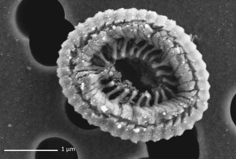 When viruses infect phytoplankton, it can change the clouds