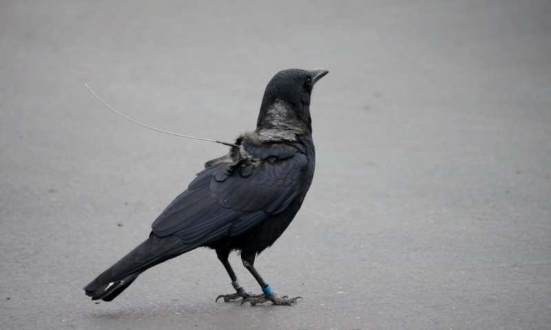 Where do crows go in winter?