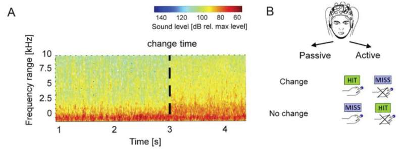 Where the brain detects changes in natural sounds
