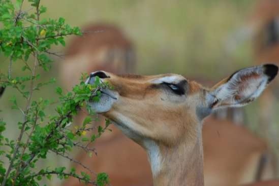 Whether herbivores increase or decrease plant diversity depends on what’s on the menu