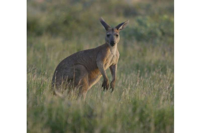 While known for their jumping prowess, most kangaroos are also capable swimmers although they rarely take to the water