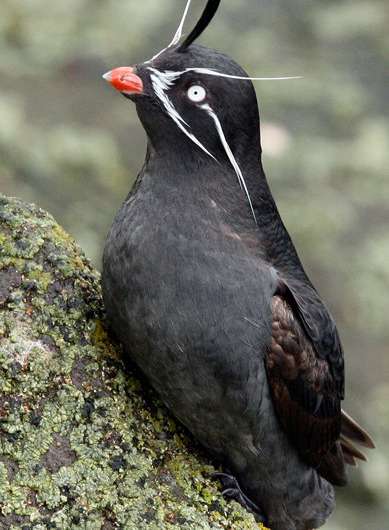 Whiskered auklets lack wanderlust, are homebodies instead