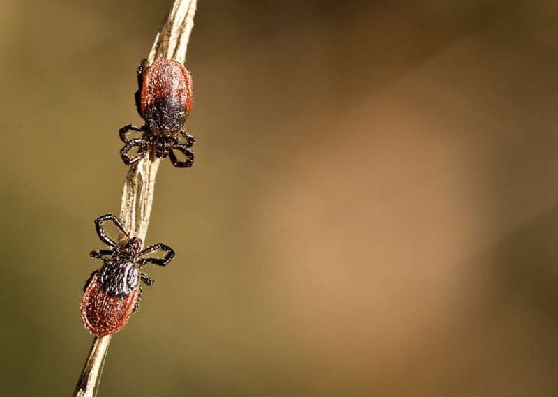 Who got bit? By mailing in 16,000 ticks, citizen scientists help track disease exposures