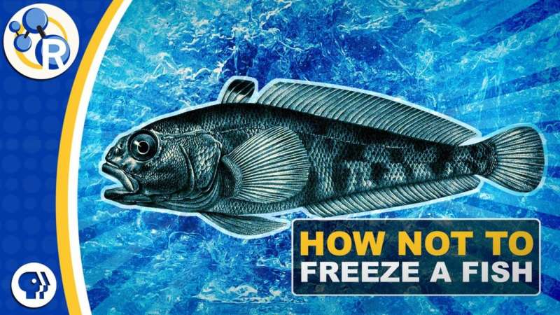 Why Antarctic fish don't freeze to death (video)