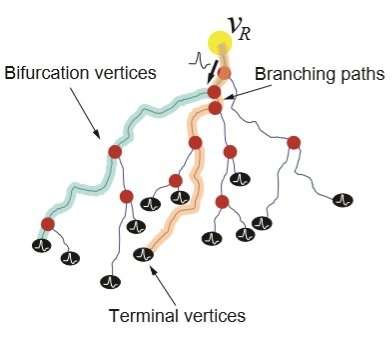 Why are neuron axons long and spindly? Study shows they're optimizing signaling efficiency