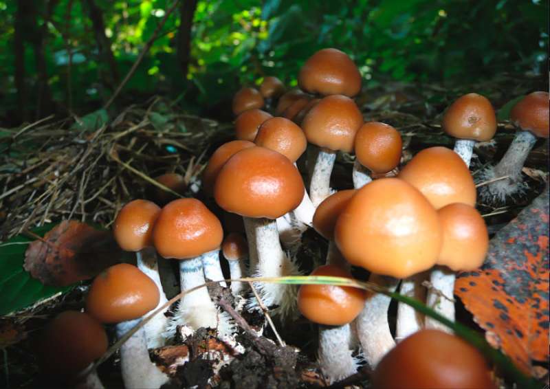 Why are some mushrooms 'magic?' Study offers evolutionary explanation