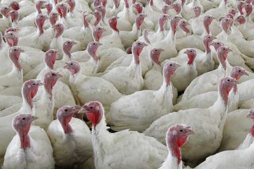Why a salmonella outbreak shouldn't ruin your Thanksgiving