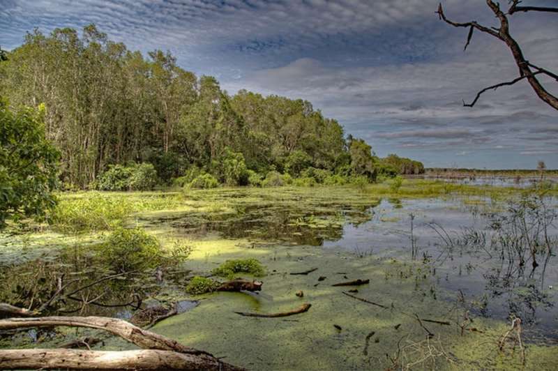 Why a wetland might not be wet