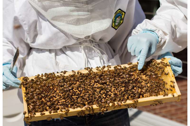 Why bees soared and slime flopped as inspirations for systems engineering
