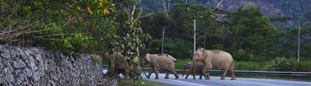 Why did the elephant cross the road? In Malaysia, they are trying to find the answer