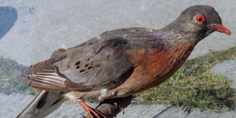 Why did the passenger pigeon die out?