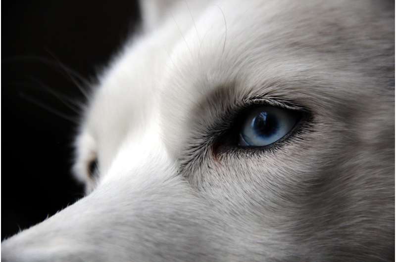 Why huskies have blue eyes