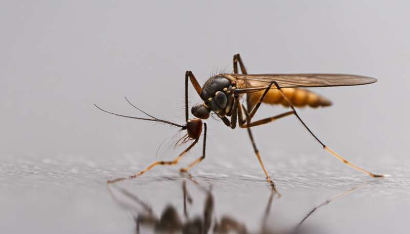 Why mosquitoes bite some people more than others