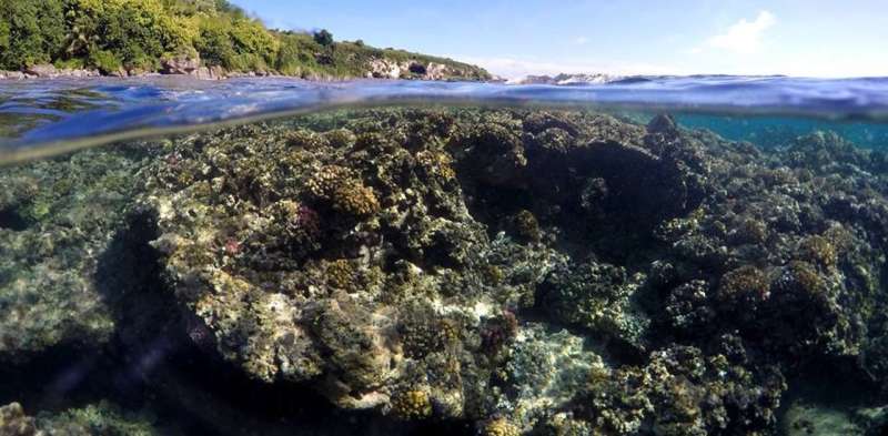 Why scientists should open up coral reef data to protect habitats