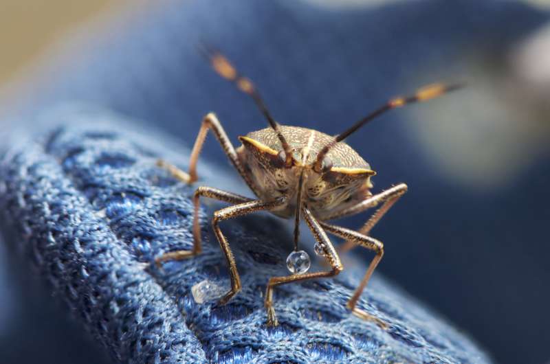 Why there may be thousands of stink bugs hiding under your sofa