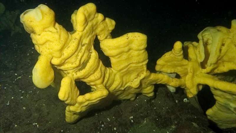 Why the world needs the humble glass sponge