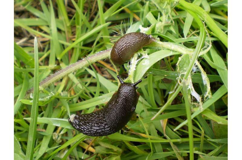 Why zombie slugs could be the answer to gardeners' woes