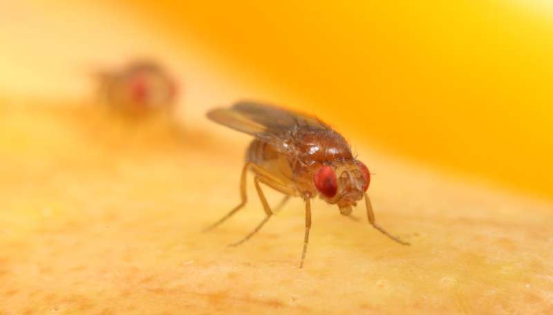 Wild African fruit flies offer clues to their modern-day domestic life