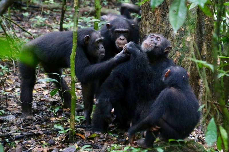 Wild chimpanzees share food with their friends