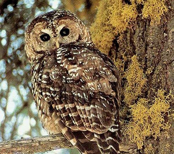 Wildfire management designed to protect Spotted Owls may be outdated