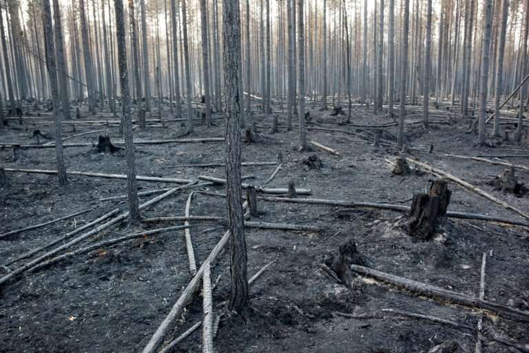 Wildfires in Sweden have laid waste to at least 25,000 hectares (62,000 acres) of mainly forested land