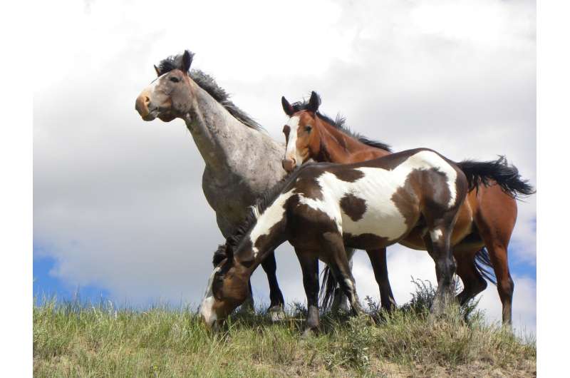 Wild horses in Theodore Roosevelt National Park have mixed ancestry