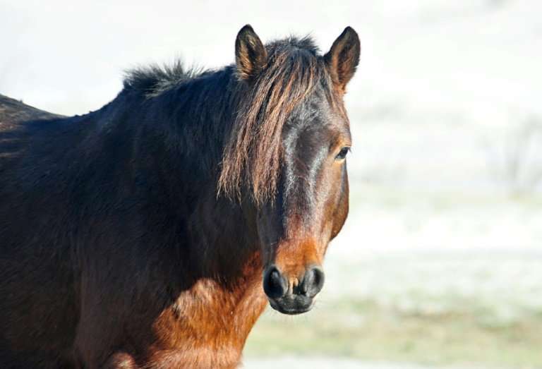 Wild horses, know as brumbies in Australia, are popular but cause significant environmental damage