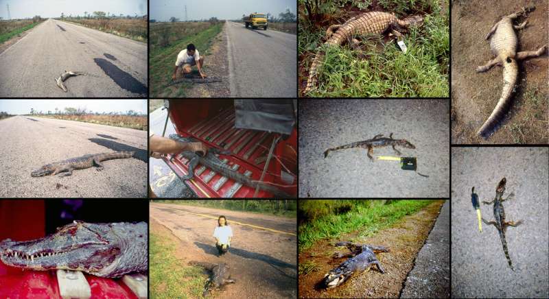 Wildlife on the highway to hell: Roadkill in the largest wetland, Pantanal region, Brazil