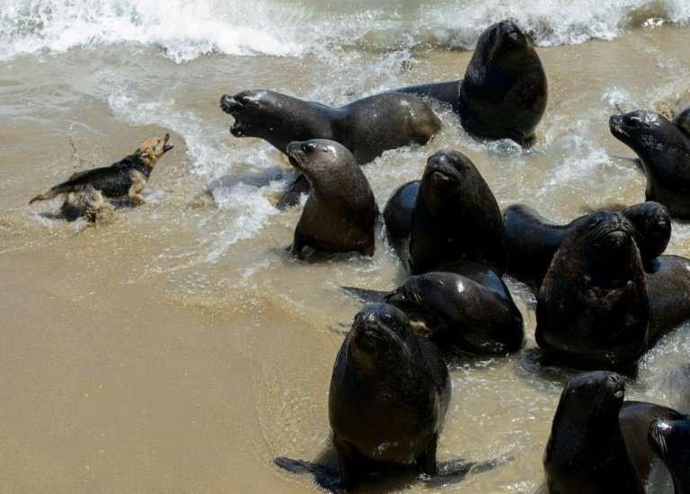 With a ban on hunting them, the South American sea lions have almost no predators now and compete with humans for fish
