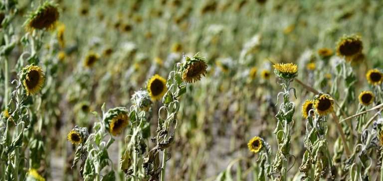 Withered sunflowers in a field near Magdeburg are victims of the drought and high temperatures gripping northern Germany