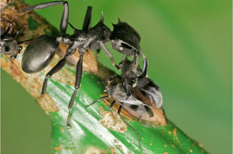 Without 46 million year-old bacteria, turtle ants would need more bite and less armor