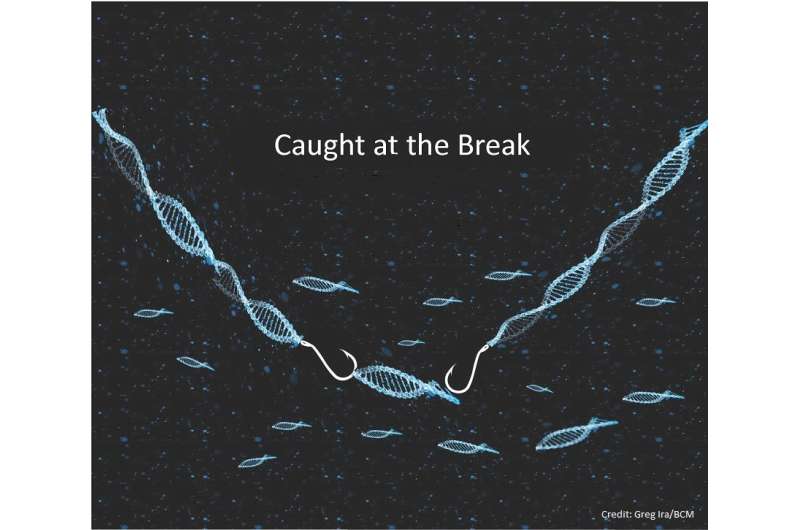 Without Dna2, genes can jump into DNA breaks