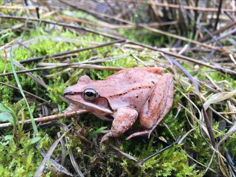 Wood frogs’ No. 1 option: Hold in pee all winter to survive