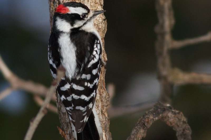 Woodpeckers show signs of possible brain damage, but that might not be a bad thing