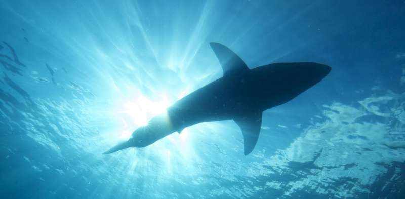 World-first genetic analysis reveals Aussie white shark numbers