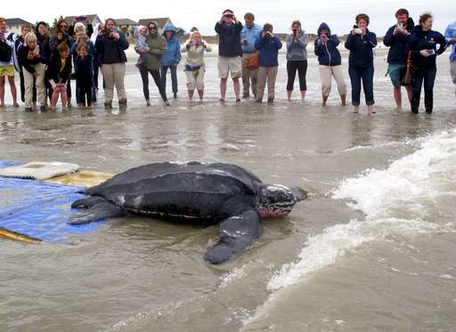 World's largest sea turtle could come off 'endangered' list