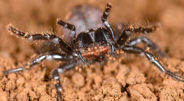 World’s most venomous spiders are actually cousins