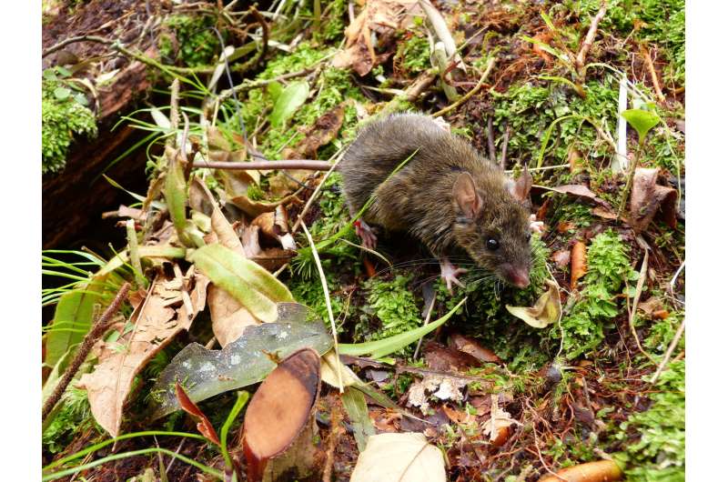 Worm-eating mice reveal how evolution works on islands