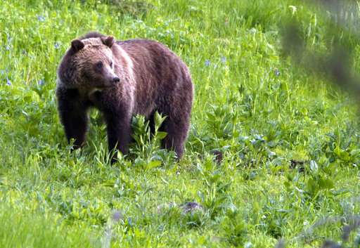 Wyoming to vote on biggest grizzly hunt in lower 48 states