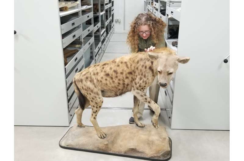 X-rays show how periods of stress changed an ice age hyena to the bone