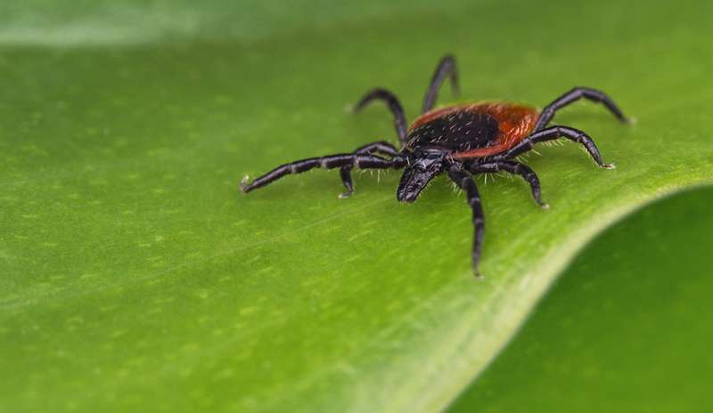 Yale scientists develop new system to study emerging tickborne disease