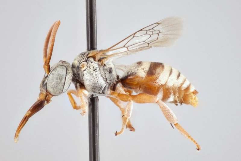 York U researcher identifies 15 new species of stealthy cuckoo bees