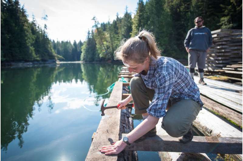 Young salmon may leap to 'oust the louse'