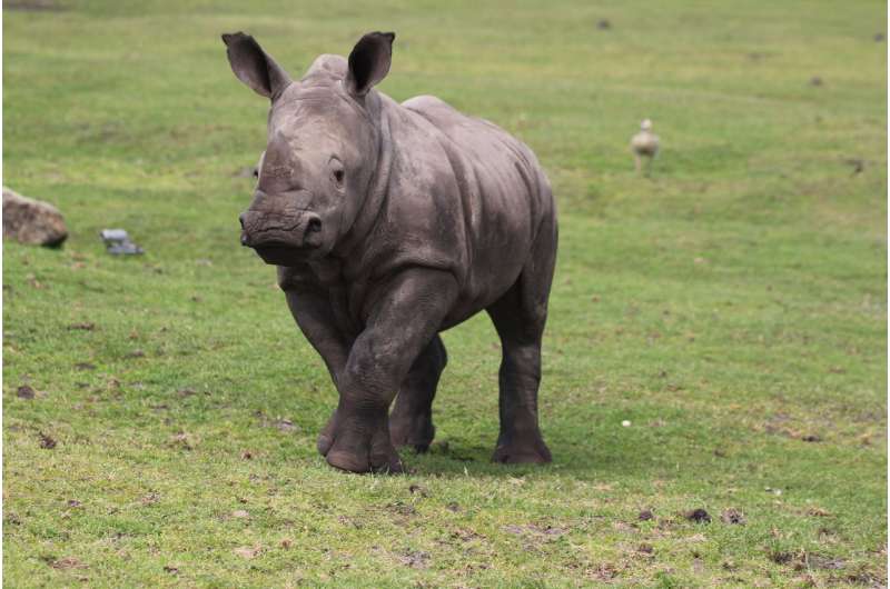 Young Southern white rhinos may produce four distinct, context-dependent calls