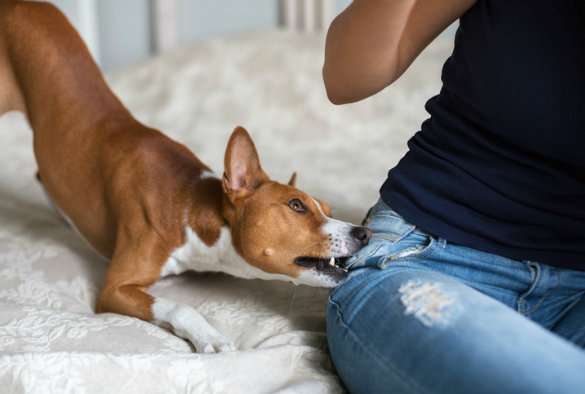 YouTube videos help researchers study dog bites